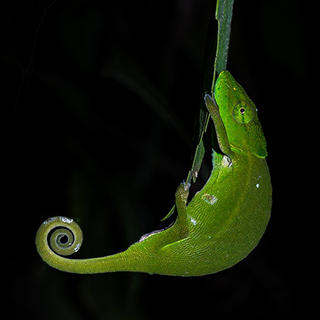 Ranomafana - Malagasy side-striped chameleon